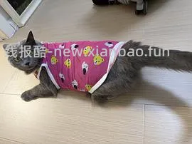 【部分有货】好价野兽派长条动物抱枕105元送京东plus年卡 - 线报酷