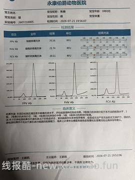 【科普】捡到一只小流浪怎么办！新猫到家干货省流贴！ - 线报酷