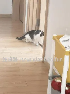 百利无谷鸡肉猫罐头156g5.4一罐可重复买 - 线报酷