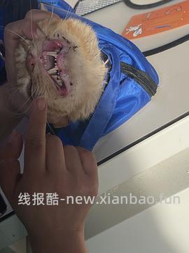 讨论/【科普】口炎的辨别 - 线报酷