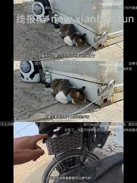 讨论/【科普】“可爱”照片背后的真相原来是这样的，关于猫咪应激需要知道的一些事 - 线报酷
