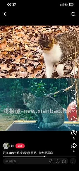 讨论/【科普】“可爱”照片背后的真相原来是这样的，关于猫咪应激需要知道的一些事 - 线报酷