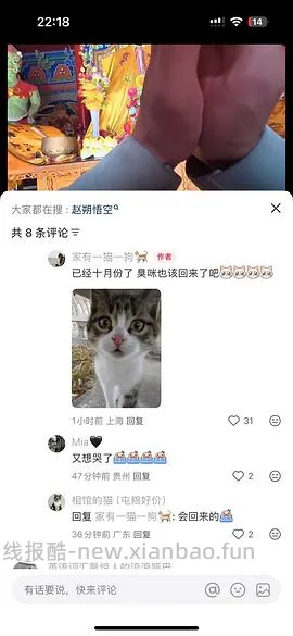 讨论/【科普】“可爱”照片背后的真相原来是这样的，关于猫咪应激需要知道的一些事 - 线报酷