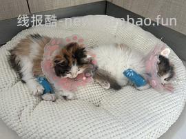 【科普】捡到一只小流浪怎么办！新猫到家干货省流贴！ - 线报酷